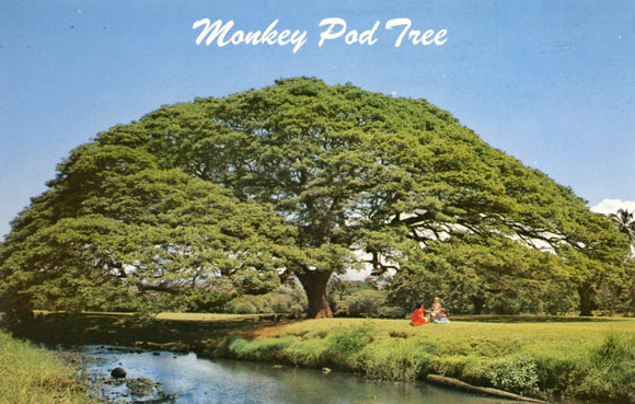 Hawaiian Monkey Pod Tree - Carey's Emporium