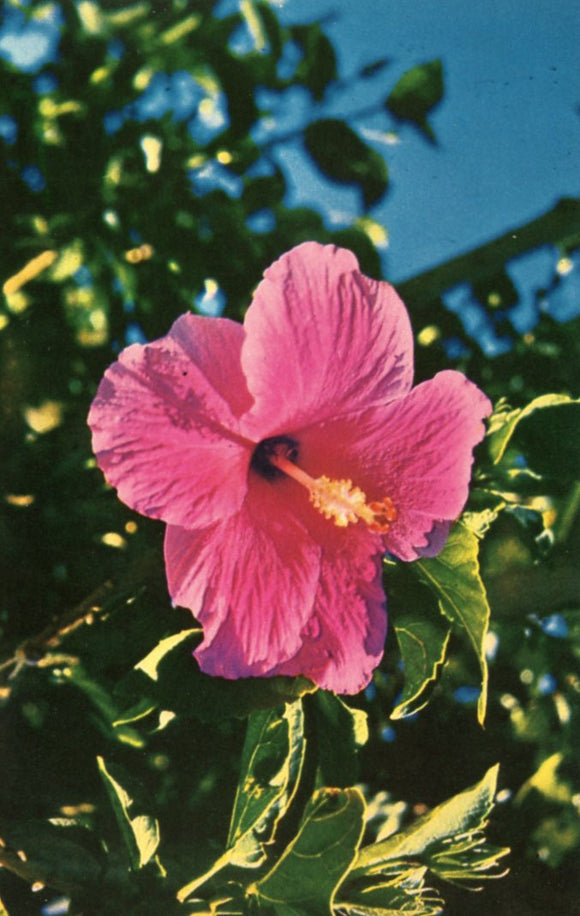 The Hibiscus - Carey's Emporium