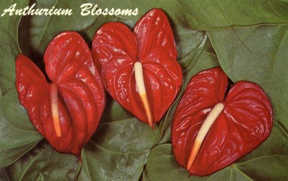 Anthurium Blossoms - Carey's Emporium
