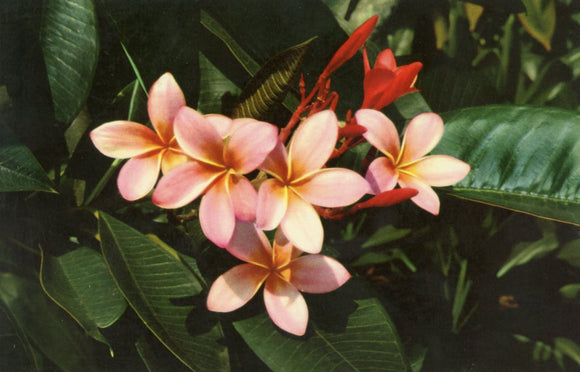 Pink Plumeria - Carey's Emporium