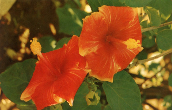 Hibiscus Blossoms, Hawaii - Carey's Emporium