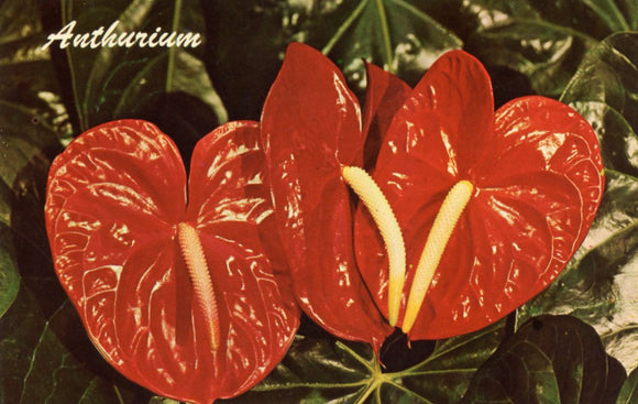 Red Anthurium - Carey's Emporium