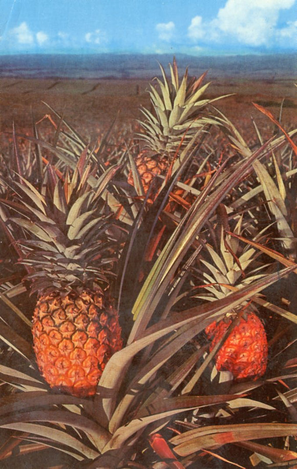 Pineapple - Carey's Emporium