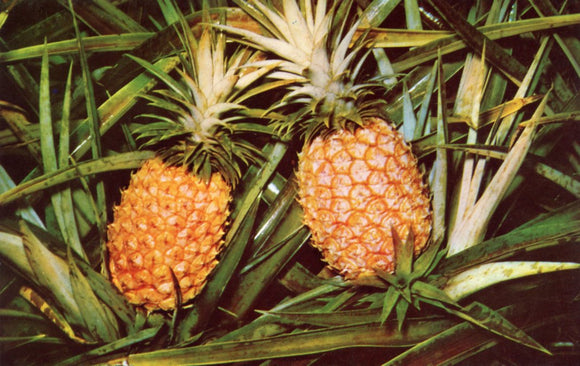Pineapple Growing - Carey's Emporium