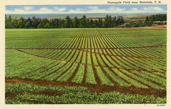 Pineapple Field near Honolulu, T. H. - Carey's Emporium