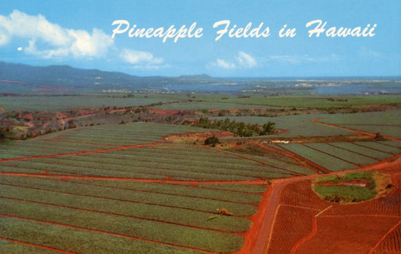 Dole Pineapple Fields, Oahu, HI - Carey's Emporium