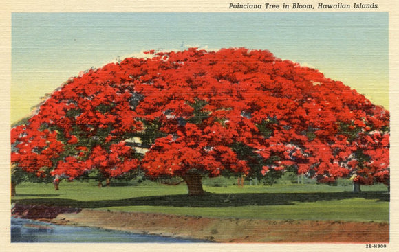Poinciana Tree in Bloom, HI - Carey's Emporium