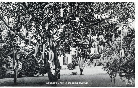 Sausage Tree, HI - Carey's Emporium
