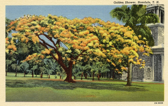 Golden Shower, Honolulu, T. H. - Carey's Emporium