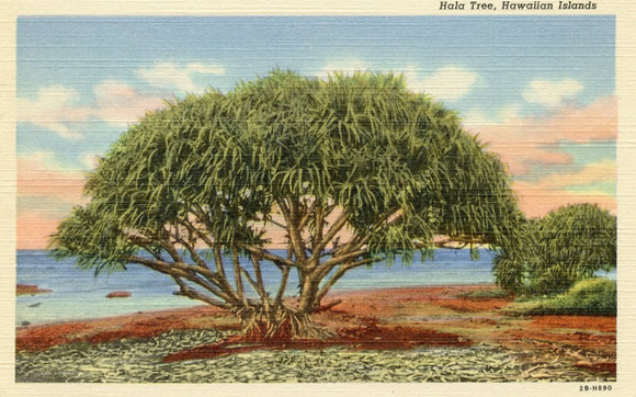 Hala Tree, HI - Carey's Emporium