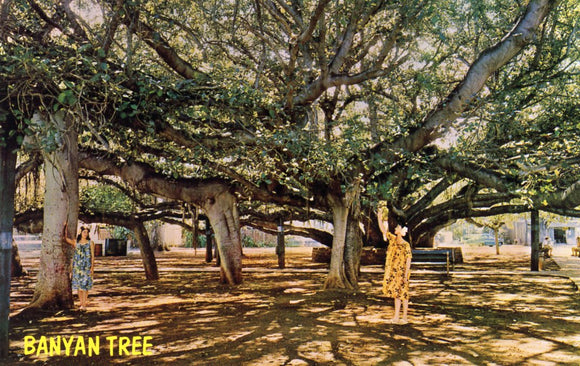 Banyon Tree - Carey's Emporium