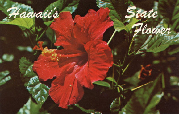 Hawaii's State Flower, Red Hibiscus - Carey's Emporium