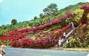 Machado Gardens, Kealakekua, Kona, T. H. - Carey's Emporium