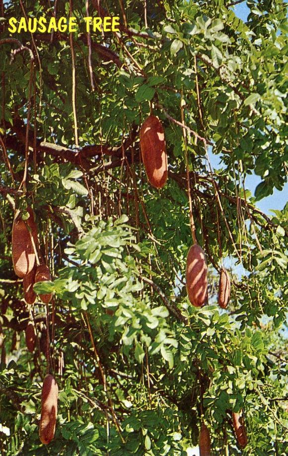 Sausage Tree - Carey's Emporium