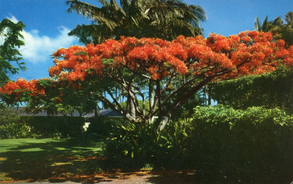 The Flame Tree - Carey's Emporium