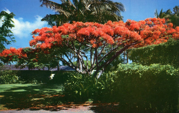 The Flame Tree - Carey's Emporium