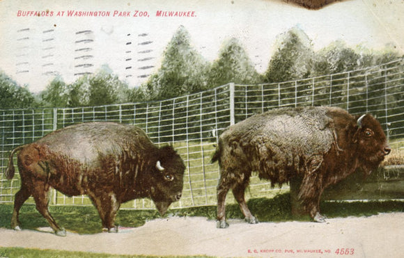 Buffaloes at Washington Park Zoo, Milwaukee, WI - Carey's Emporium