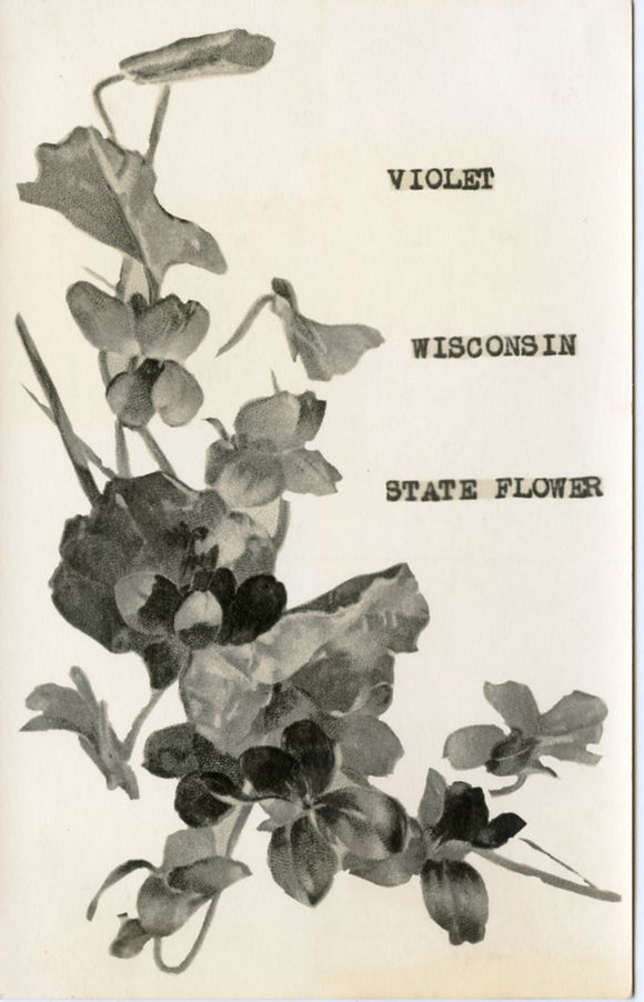Violet, Wisconsin, State Flower - Carey's Emporium