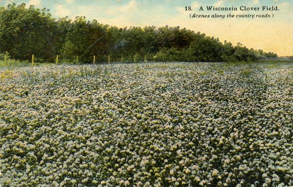 A Wisconsin Clover Field - Carey's Emporium