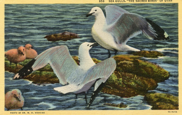 Sea Gulls, The Sacred Birds of Utah - Carey's Emporium