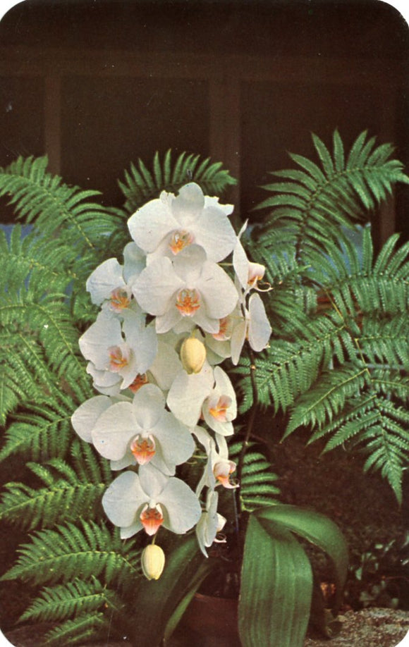 Phalaenopsis Orchid (White Butterfly), HI - Carey's Emporium