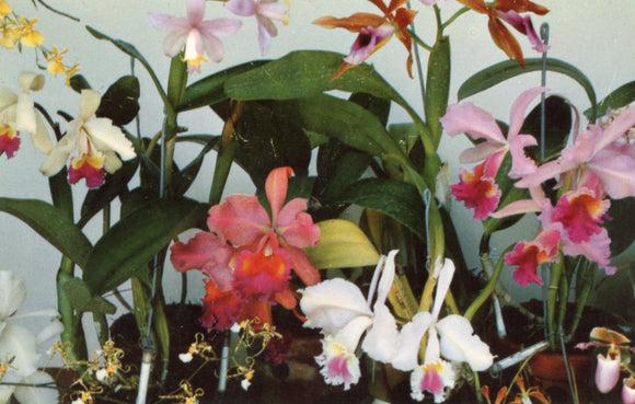 Orchids to You), HI - Carey's Emporium