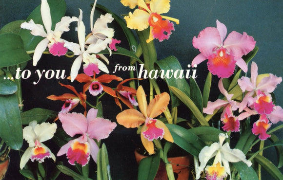 To You from Hawaii - Carey's Emporium