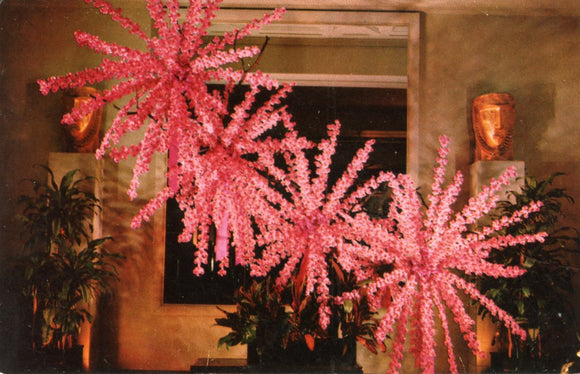 Vanda Orchid Display, Royal Hawaiian Hotel, Waikiki, Honolulu, HI - Carey's Emporium