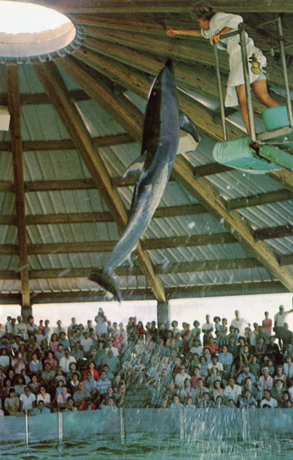 Makua, Ocean Science Theatre, Oahu, HI - Carey's Emporium