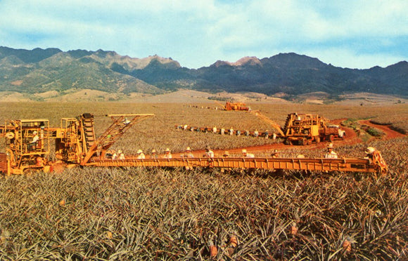 Pineapple Harvesting - Carey's Emporium