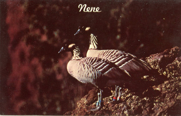 Nene Geese, State Bird of Hawaii - Carey's Emporium