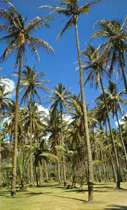 Coconut Groves, near Wallus River, was once a Tahitian Settlement in 100 A. D., Kauai, HI - Carey's Emporium