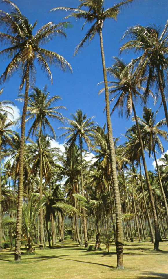 Coconut Groves, near Wallus River, was once a Tahitian Settlement in 100 A. D., Kauai, HI - Carey's Emporium