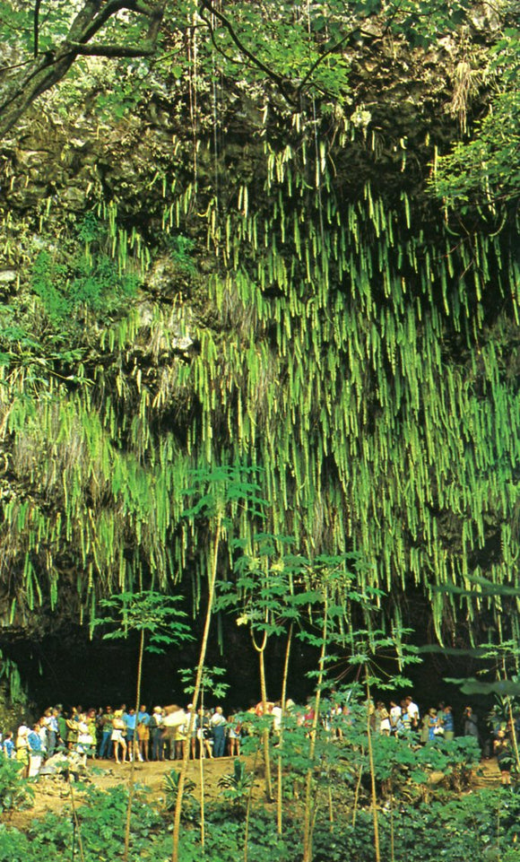 Fern Grotto, at the end of a boat ride up the Wailua River, is a natural amphitheater, Kauai, HI - Carey's Emporium