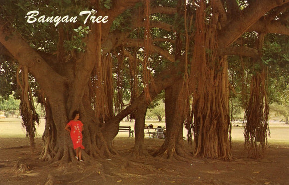 Banyan Tree, Lahaina, Maui, HI - Carey's Emporium