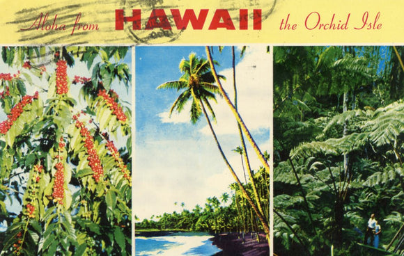 Aloha from Hawaii the Orchid Isle - Carey's Emporium