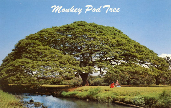 Hawaiian Monkey Pod Tree - Carey's Emporium