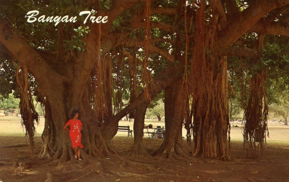 Banyan Tree, Lahaina, Maui, HI - Carey's Emporium