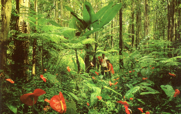 Red Anthurium, Giant Tree Ferns, HI - Carey's Emporium