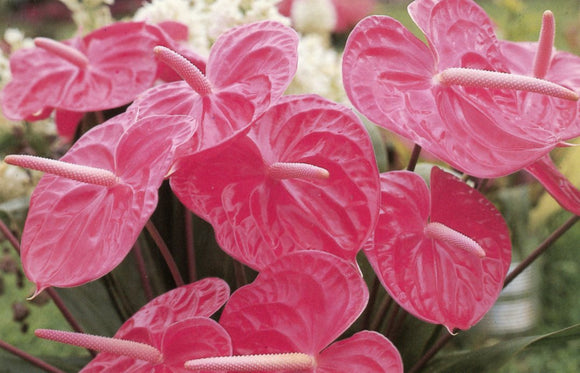 Anthurium, HI - Carey's Emporium