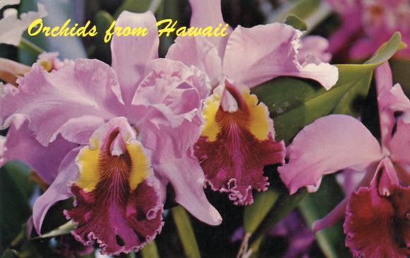Orchids from Hawaii - Carey's Emporium