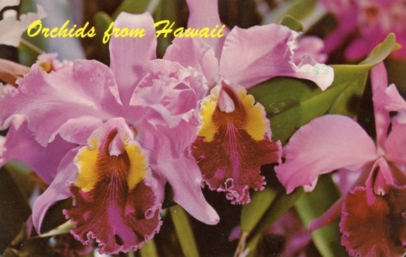 Orchids from Hawaii - Carey's Emporium
