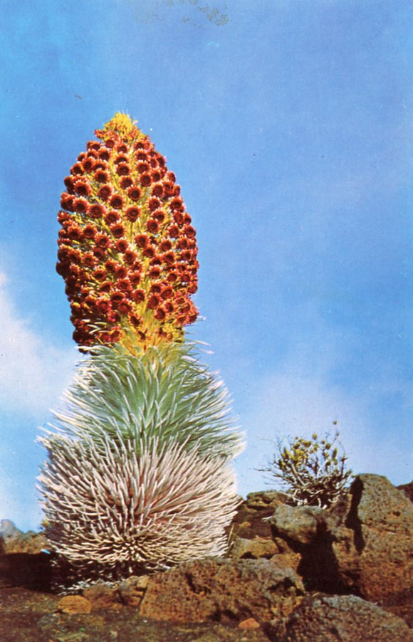 Haleakala Silversword, Haleakala National Park - Carey's Emporium