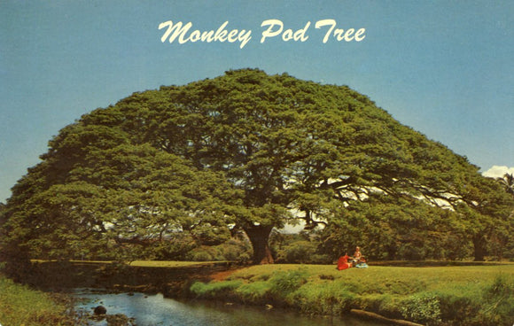 Monkey Pod Tree - Carey's Emporium