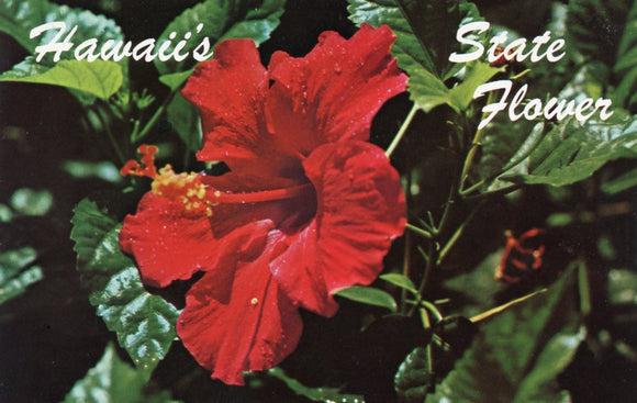 Hawaii's State Flower - Carey's Emporium