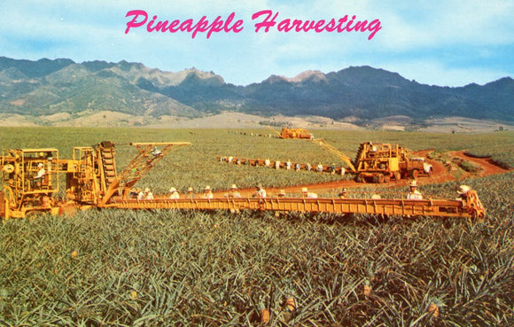 Pineapple Harvesting, HI - Carey's Emporium