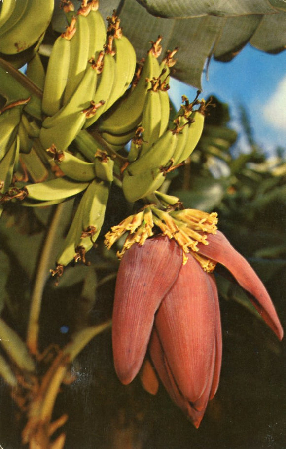 A Banana Blossom, HI - Carey's Emporium