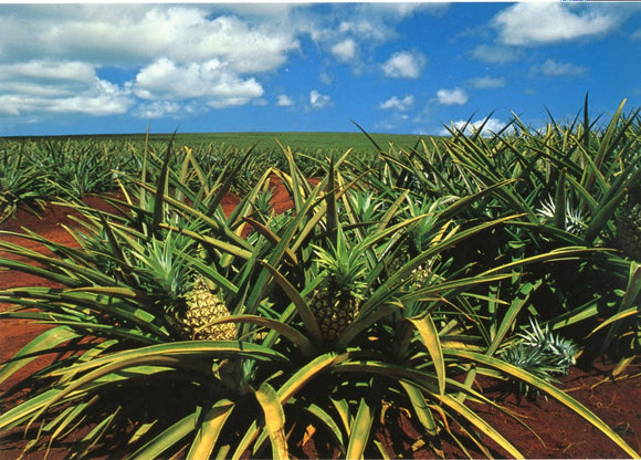 Golden Hawaiian Pineapples Ready for Harvesting, HI - Carey's Emporium