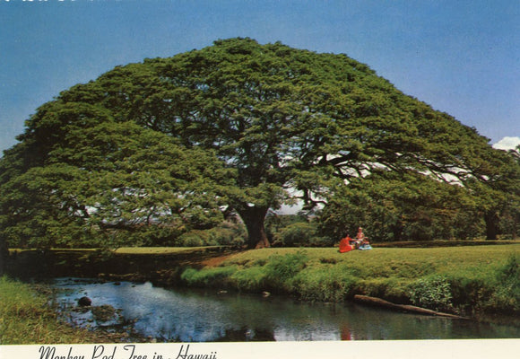 Monkey Pod Tree in Hawaii - Carey's Emporium