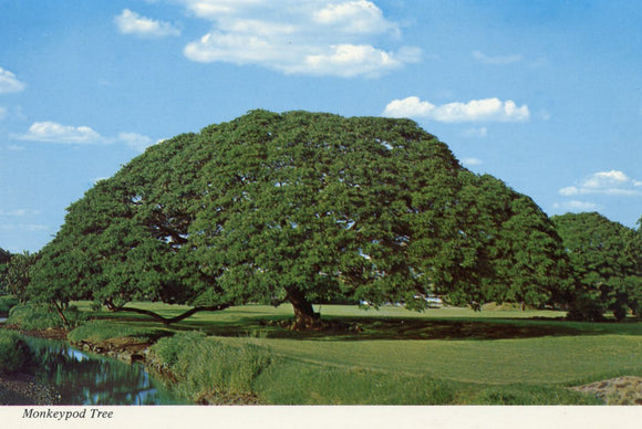 Monkey Pod Tree, HI - Carey's Emporium